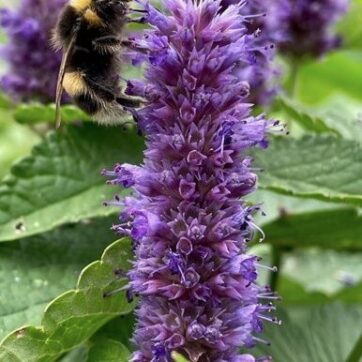 Anisisop / Agastache foeniculum