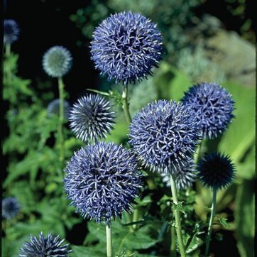 Bolltistel / Echinops ritro