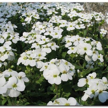 Fagertrav / Arabis caucasica Schneeball