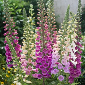 Fingerborgsblomma / Digitalis purpurea