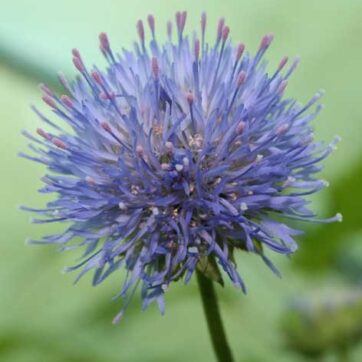 Franska blå munkar / Jasione laevis