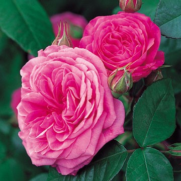 Gertrude Jekyll