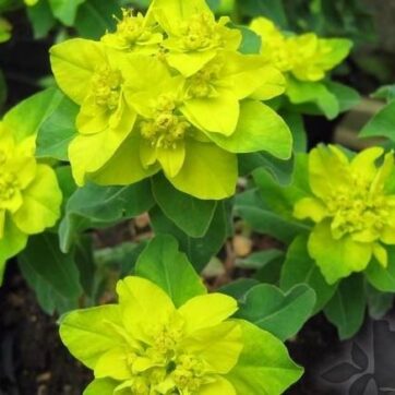Gulltorell / Euphorbia polychroma