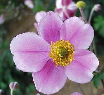 Höstanemon / Anemone tomentosa, Rose Beauty