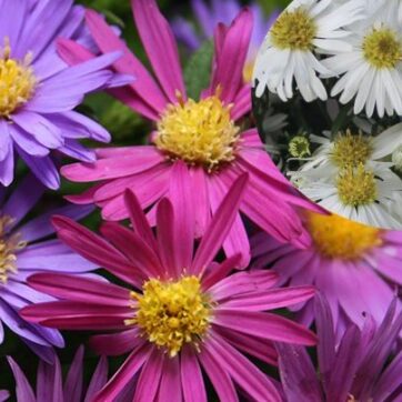 Höstaster / Aster novi-belgii