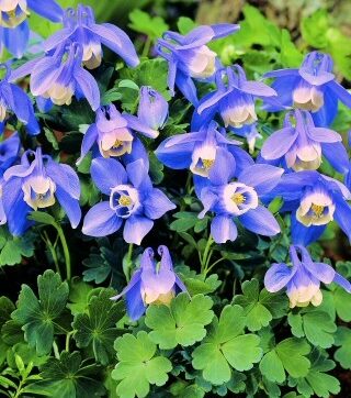 Japansk akleja / Aquilegia flabellata Mini Star