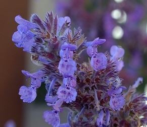 Kantnepeta / Nepeta fassenii, lilablau