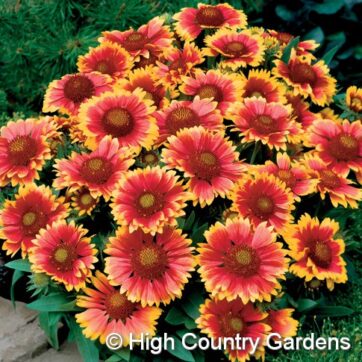 Kokardblomster / Gaillardia aristata Arizona Sun