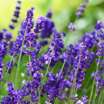 Lavendel / Lavandula angustifolia Hidcote Blue