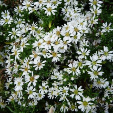 Ljungaster / Aster ericoides