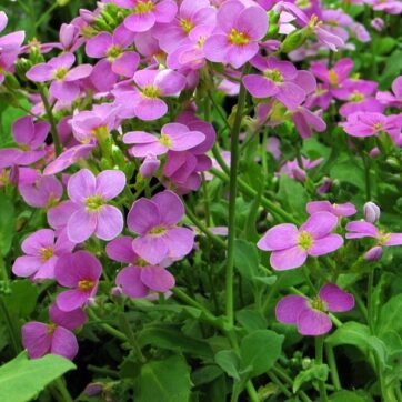 Majtrav / Arabis caucasica Compinki