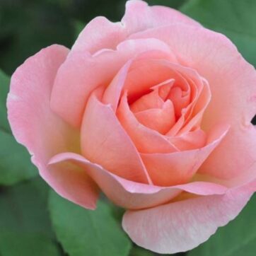 Mathilde Renaissance