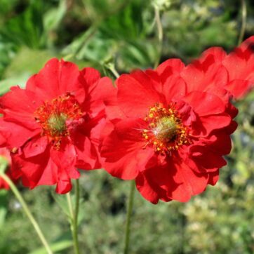 Nejlikrot / Geum hybridum Feuerball