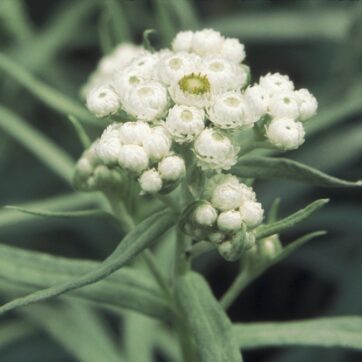 Pärleternell / Anaphalis margaritacea
