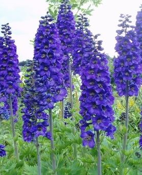 Praktriddarsporre /  Delphinium Black Night