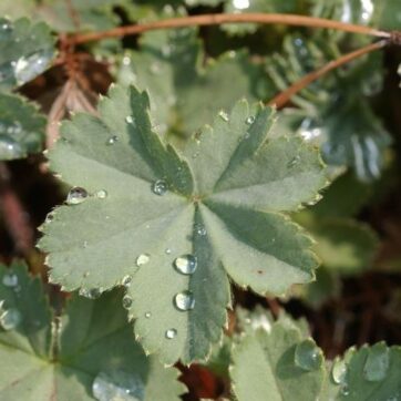Rödskaftad daggkåpa / Alchemilla erythropoda
