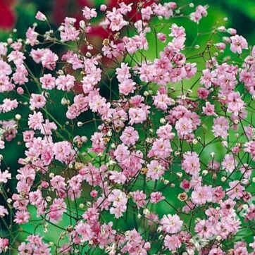 Rosa brudslöja / Gypsophila pacifica