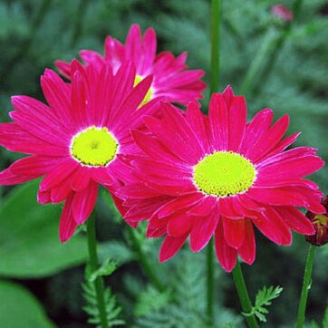 Rosenkrage / Chrysanthemum coccineum  „Robinson Rot“