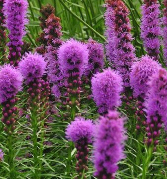 Rosenstav Rosa / Liatris spicata