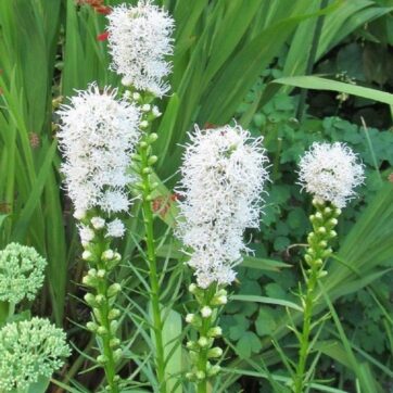 Rosenstav vit / Liatris spicata
