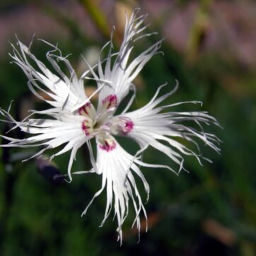 Sandnejlika / Dianthus arenarius