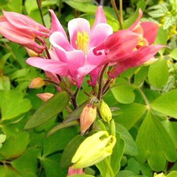 Sibirisk akleja / Aquilegia sibirica Biedermeier