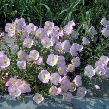 Silvernattljus / Oenothera speciosa
