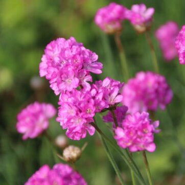 Strandtrift / Armeria maritima Alba