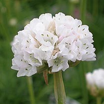Strandtrift / Armeria maritima