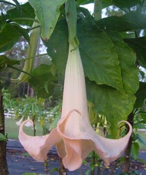 Rosa enkelblommande änglatrumpet