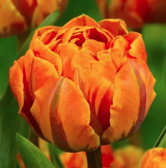 Orange Princess
