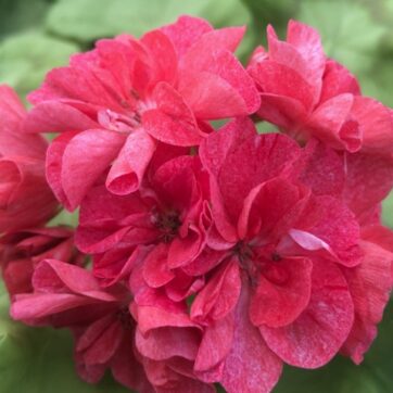 South African Surprize