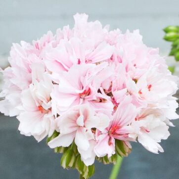 Platinum Anniversary