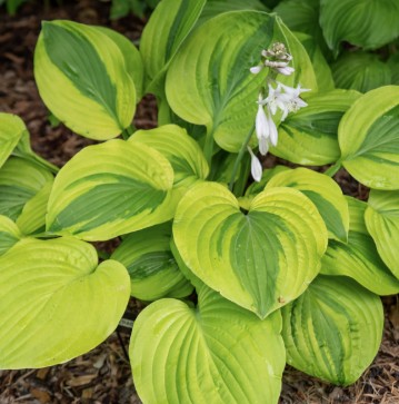 Funkia Glads Rags