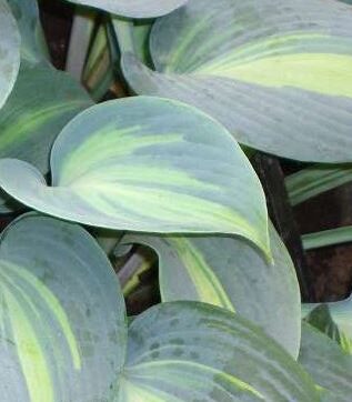 Hosta