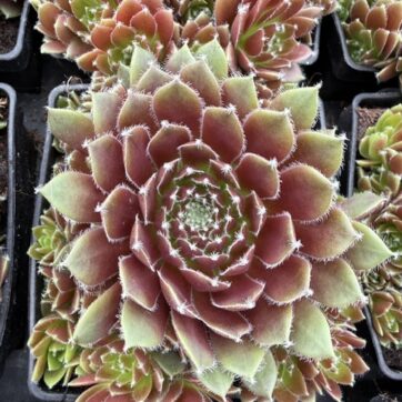 Cinnamon Stardust