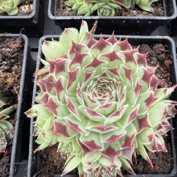 Mint Marvel