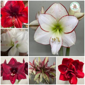 Amaryllis